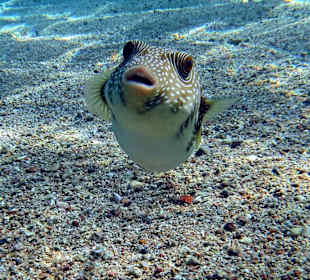 Kugelfisch