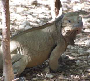 Echsen der etwas anderen Art