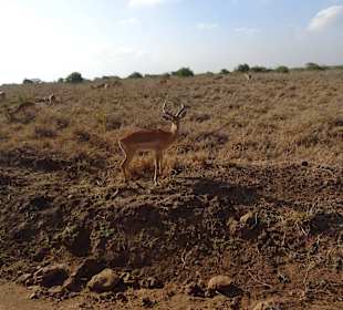 Antilope