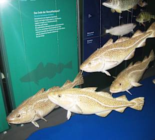 Versch. Meeresbewohner