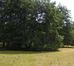 Naturschutzgebiet Forchenkopf Wittlensweiler