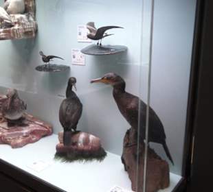 Zoologisches Museum