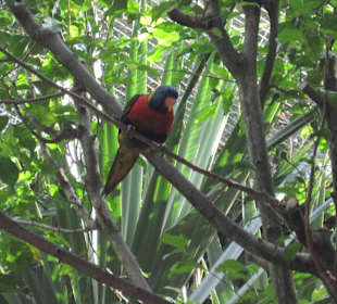 Schöne bunte Papageien