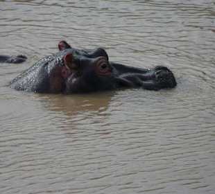 Nur mal kurz schauen