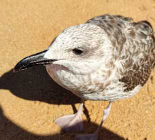Praia de Nossa Senhora da Rocha