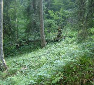 Parcul Natural Apuseni