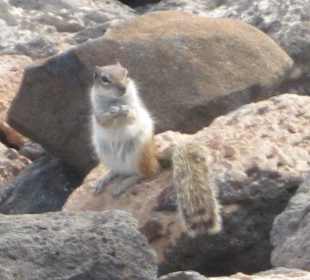 Erdhörnchen