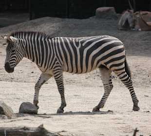 ZOOM Erlebniswelt Gelsenkirchen
