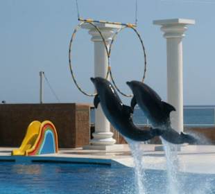 Delfinarium