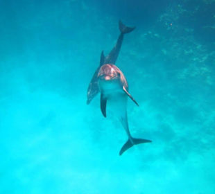 Schwimmen mit Delphinen