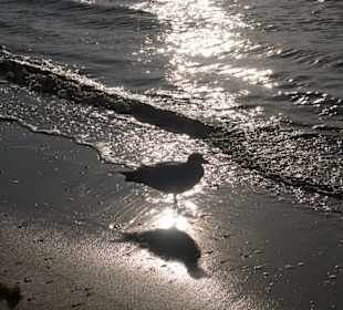 Strand mit Möwe am Abend