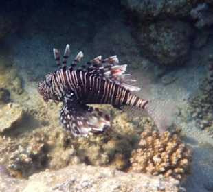 Feuerfisch