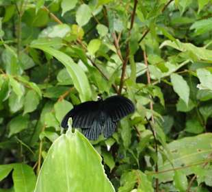 Poring Hot Springs - Schmetterlingsgarten