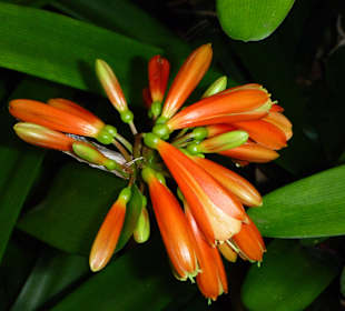 Botanischer Garten