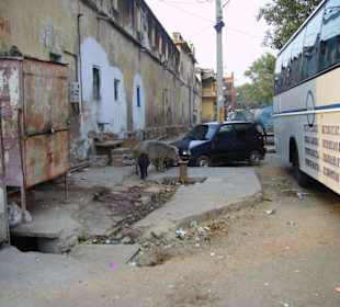 Unser Bus und die Schweine