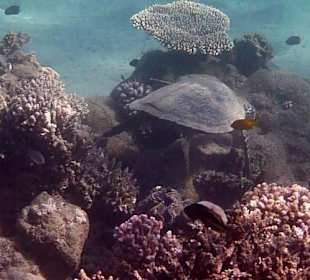 Schnorcheln am Hausriff