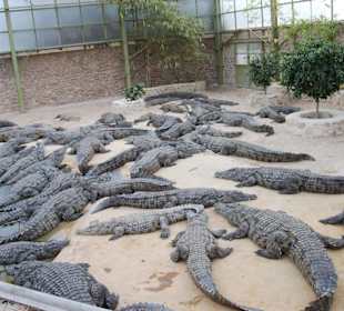 Krokodile auf Djerba