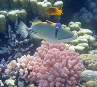 Schnorcheln Makadi Bay