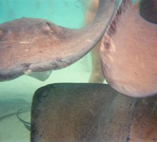 Mit Rochen schnorcheln