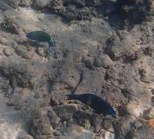 Ein neugieriger Fsch