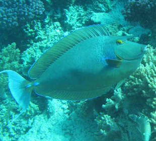 Kurznasendoktorfisch