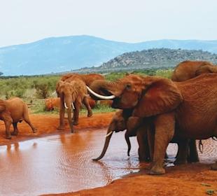 Elefanten an der Wasserstelle 