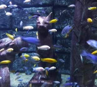 Antalya Aquarium