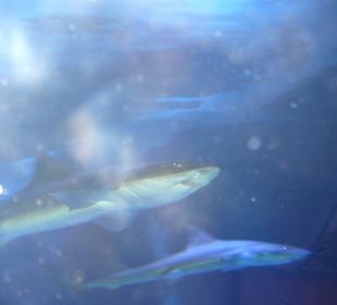 Röhren Aquarium Antalya 