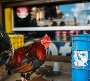 Hahn in Higuey auf dem Markt