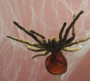 Spinne im Bernsteinmuseum