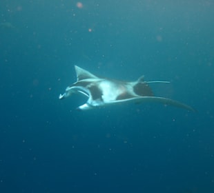Manta