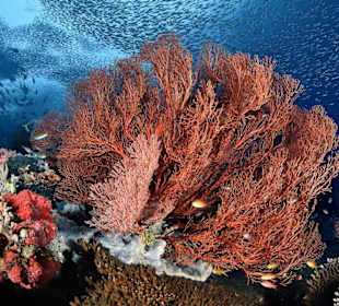 Fächerkoralle