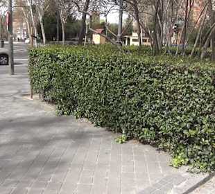 Museo Panteón de Goya