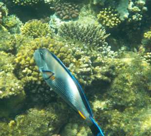 Einen schönen bunten Fisch entdeckt