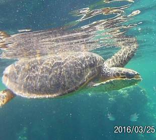 Schildkröte am Hausriff