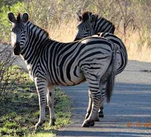 Zebra on Day 2 of our 3 day Safari from Durban