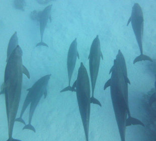 Delfinausflug mit Mo