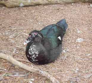 Weltvogelpark Walsrode