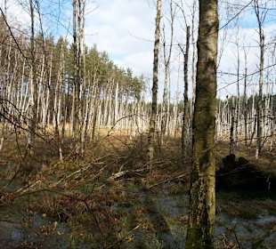 Abgestorbenes Birkenwäldchen im Wasser