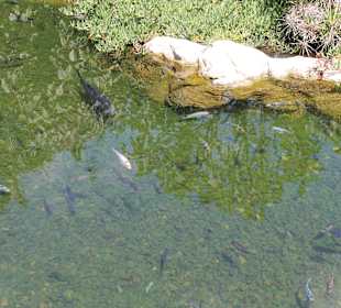 See mit Tieren unter dem schwimmenden Markt