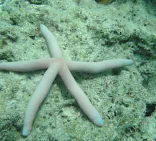 Geniales Schnorchelgebiet - Surin-Island - Thai