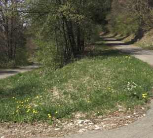 Waldlehrpfad an der Lauter