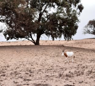 Nationalpark Souss Massa mit Safari und Steilküste