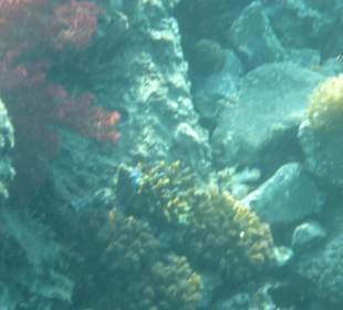 Langsam entsteht dieses kleine Riff