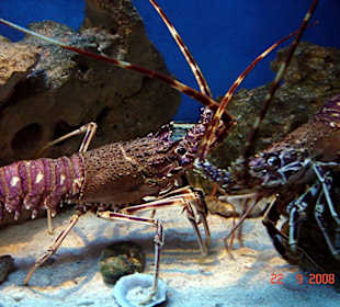 Aquarium Vodice Bild 1