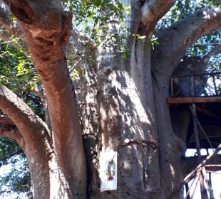 Baobab Baum