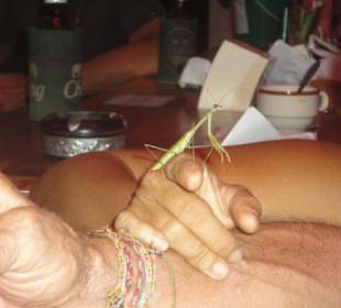 Gottesanbeterin auf Susis Hand