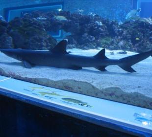 Hai im Unterwasseraquarium