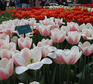 Ogrody Keukenhof