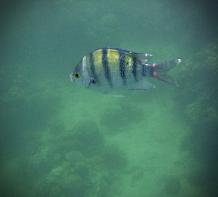 Schnorcheln Marsa Alam